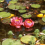 bassin japonais
